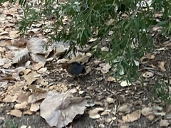 Alectura lathami lathami