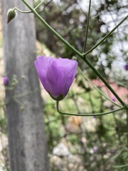 Malvaceae