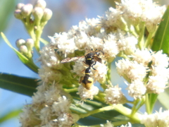 Eumenes