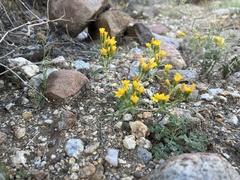 Pectis papposa papposa