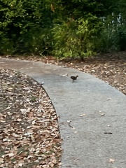 Alectura lathami lathami