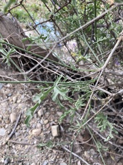 Malvaceae