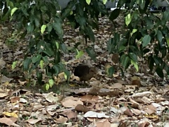 Alectura lathami lathami