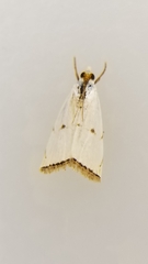 Argyria gonogramma