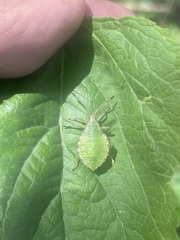 Piezogaster indecorus