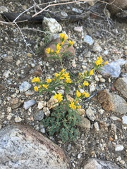 Pectis papposa papposa