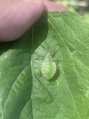 Piezogaster indecorus