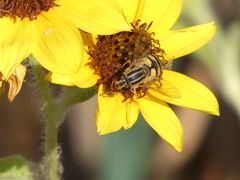 Helophilus latifrons