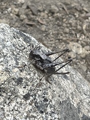 Tettigoniinae