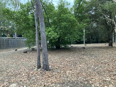 Alectura lathami lathami