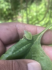 Piezogaster indecorus