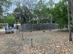 Alectura lathami lathami