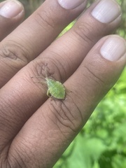 Piezogaster indecorus