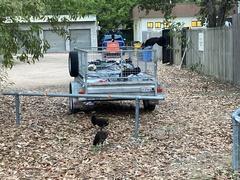 Alectura lathami lathami