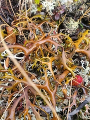 Masonhalea richardsonii