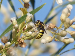 Bicyrtes capnopterus