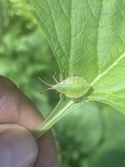 Piezogaster indecorus