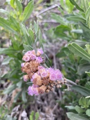 Tessaria absinthioides