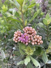 Tessaria absinthioides