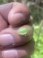 Piezogaster indecorus