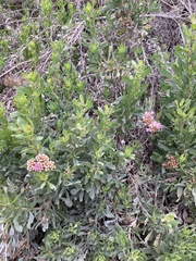 Tessaria absinthioides