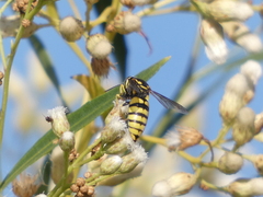 Bicyrtes capnopterus
