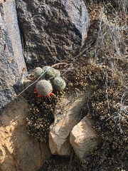 Mammillaria grahamii
