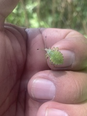 Piezogaster indecorus