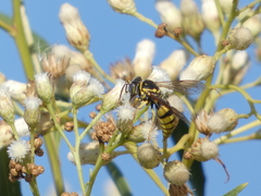 Bicyrtes capnopterus