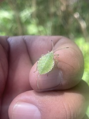 Piezogaster indecorus