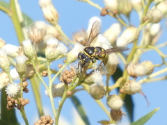Bicyrtes capnopterus