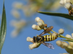 Bicyrtes capnopterus