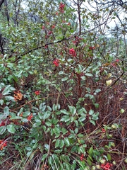 Arbutus xalapensis