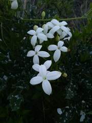 Bouvardia longiflora