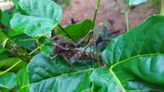 Xyleus discoideus