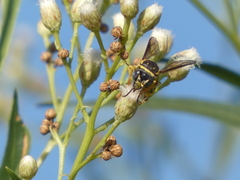 Bicyrtes capnopterus