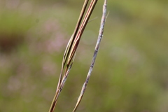 Heteropogon contortus