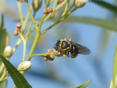 Bicyrtes capnopterus