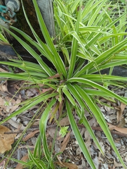 Chlorophytum comosum