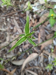 Chlorophytum comosum