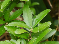 Melicytus chathamicus
