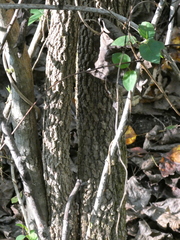 Viburnum prunifolium