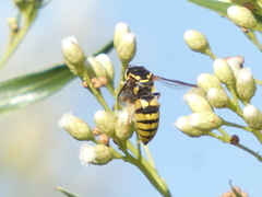 Bicyrtes capnopterus