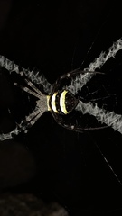 Argiope aetherea