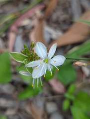 Chlorophytum comosum