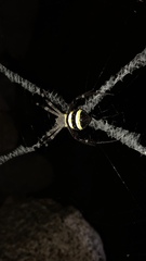 Argiope aetherea