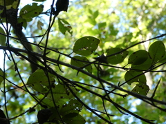 Viburnum prunifolium