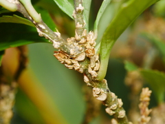 Melicytus chathamicus