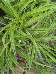 Chlorophytum comosum
