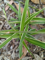 Chlorophytum comosum